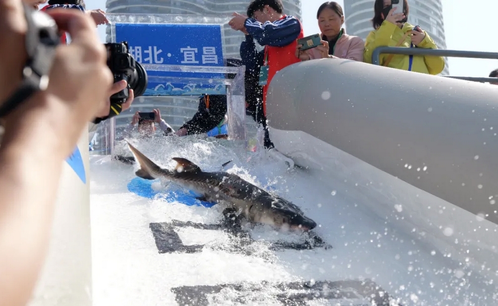 长江·科普 让中华鲟带我们见证江清海蓝